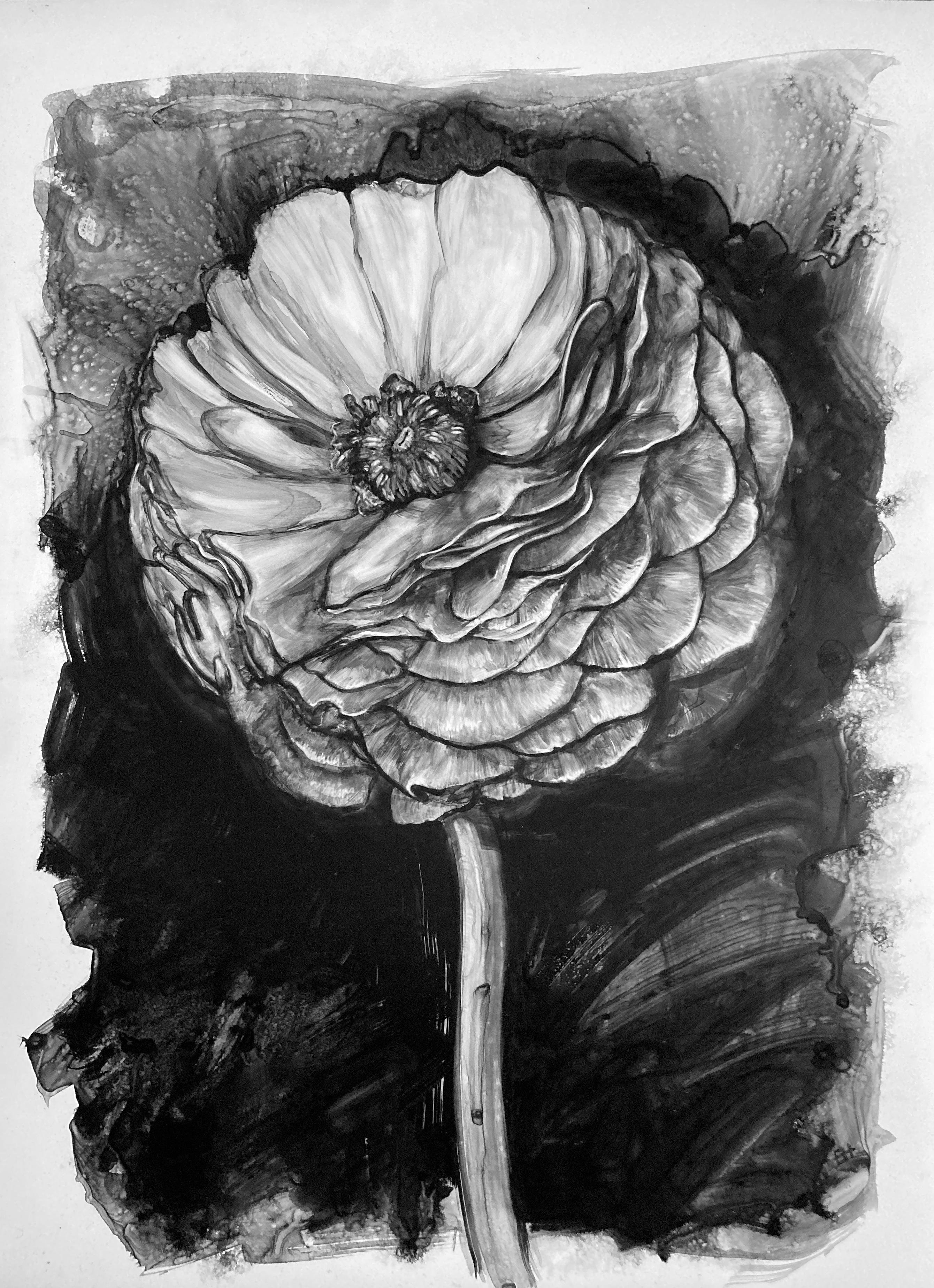 Ranunculus
