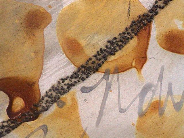 Big Bowl - Seed - detail