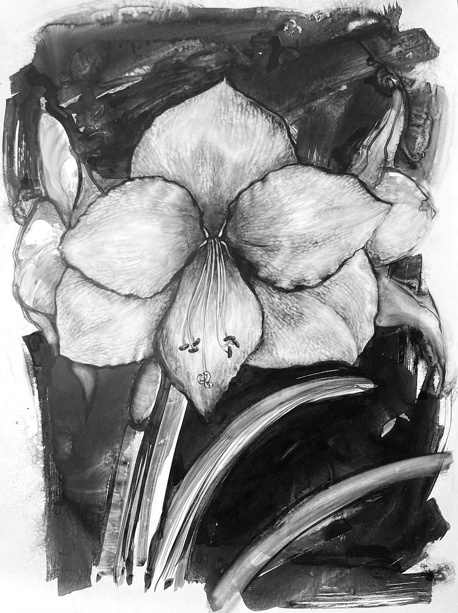 Amaryllis